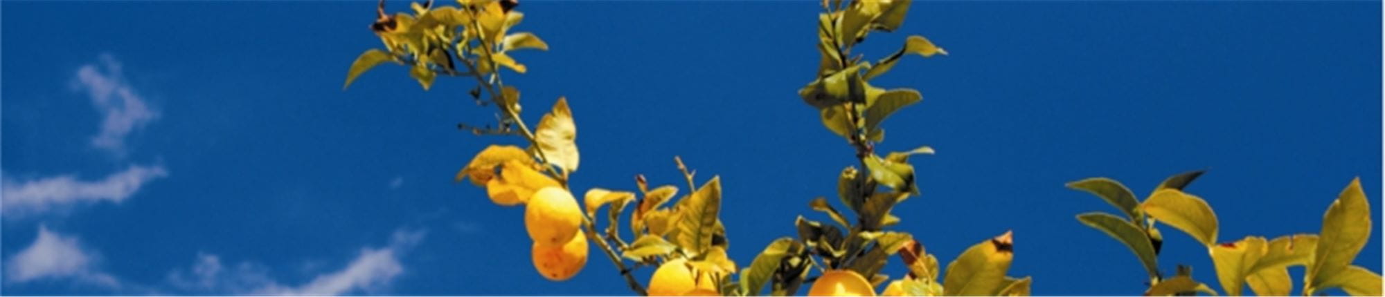 Prezimljavanje citrusnih stabla
