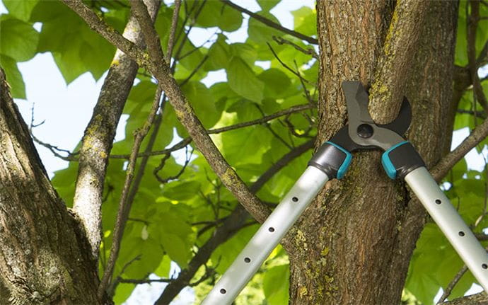 Pruning Loppers