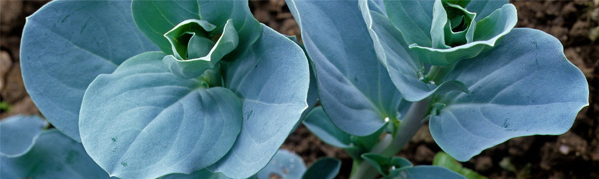 Oyster Plant