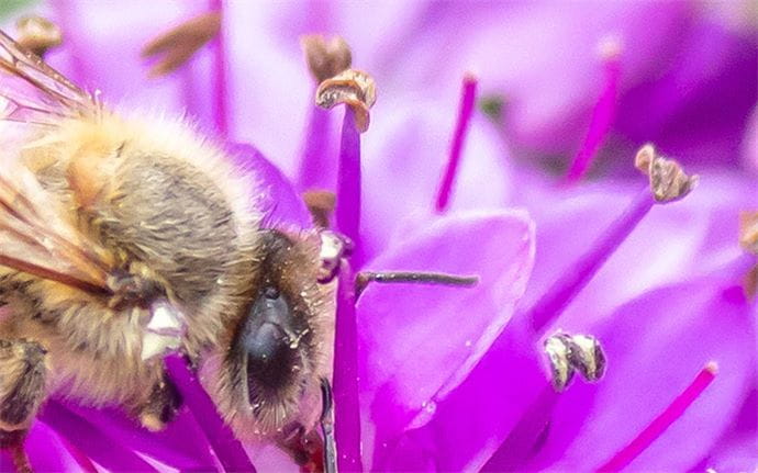 Attracting bees in the garden
