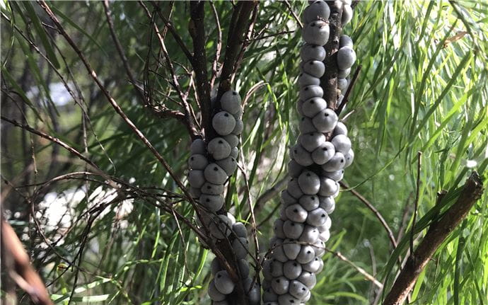 White balls on an acacia