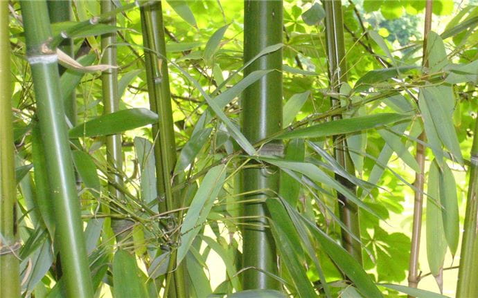 haie-bambou-gardena