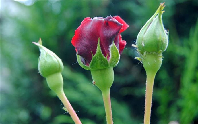 puceron-rosier-gardena