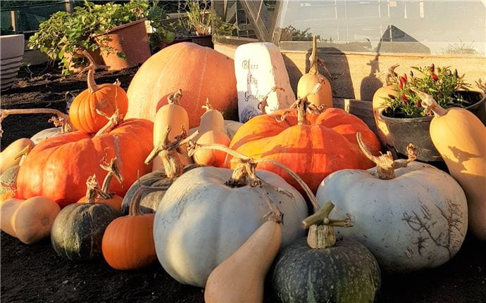 Pumpkin and squash harvest